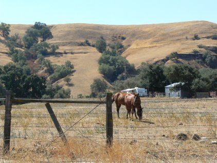 horses