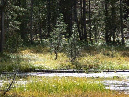 Siesta Lake