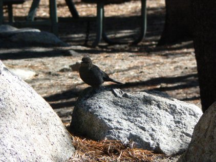 Tenaya Lake