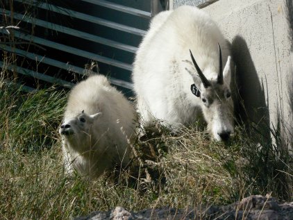 Ms Fluffy and Jr.