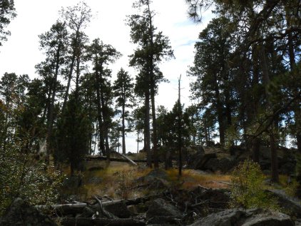 Devil's Tower