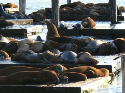 pier 39