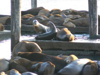 pier 39 again