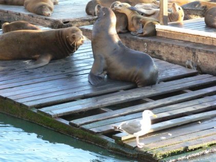 sea lion deathmatch